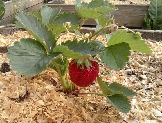 mulching strawberries