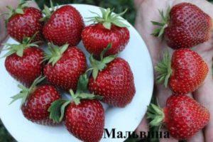 Description and characteristics of the Malvina strawberry variety, planting, growing and care