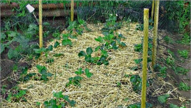 mulching strawberries