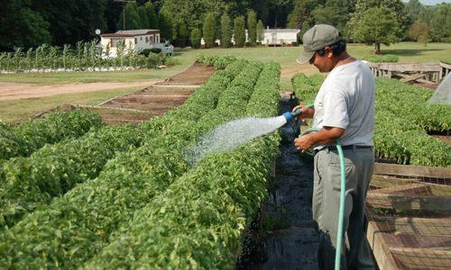 feeding tomatoes