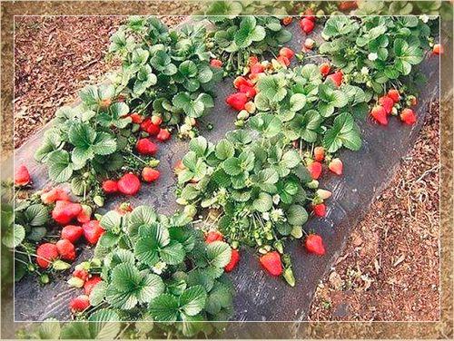 strawberry bushes