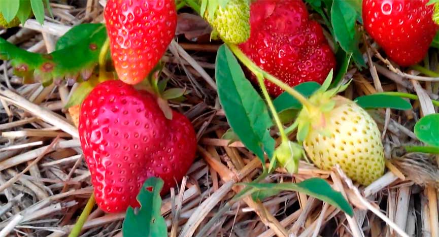 ripe strawberry alba