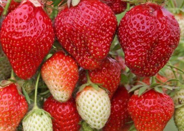 ripe strawberry