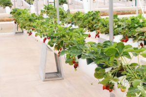 Comment faire un lit pour la culture horizontale de fraises dans des tuyaux en PVC