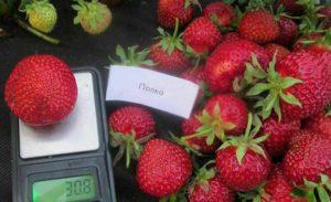 Description and characteristics of the strawberry variety Shelf, cultivation and reproduction