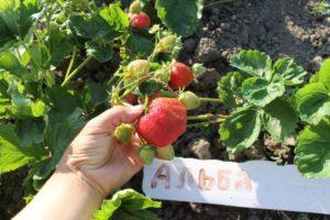 Description et caractéristiques des fraises de la variété Alba, reproduction et culture