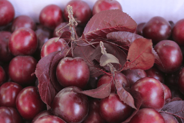 Ciruela cereza roja