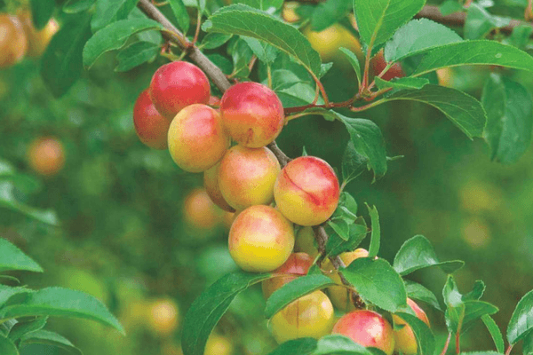 Ciruela cereza madura