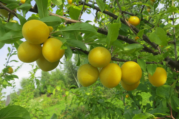 Geltonos vyšnios slyva