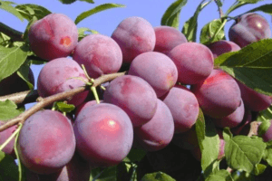 Cómo plantar, cultivar y cuidar la ciruela cereza, selección de variedades.