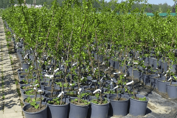 Sapling pots