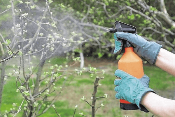 Pulverización de ciruela cereza