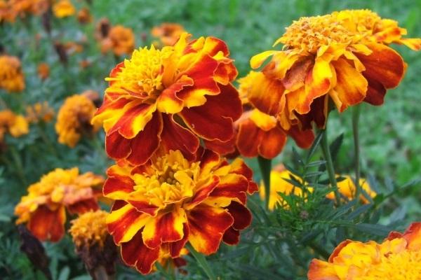 properties of marigolds