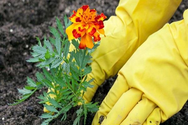 grow marigolds