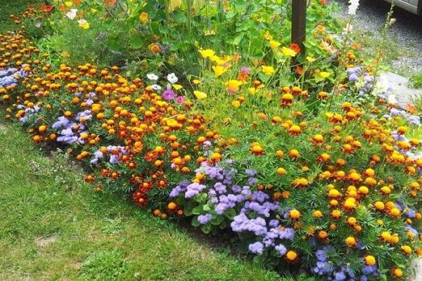 blooming flower bed