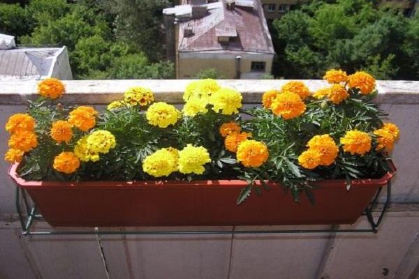 pot on the balcony