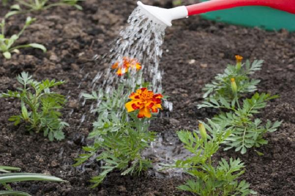 watering and fertilizing