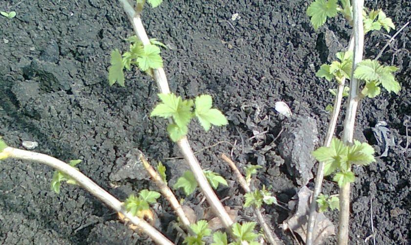 irrigation of gooseberries