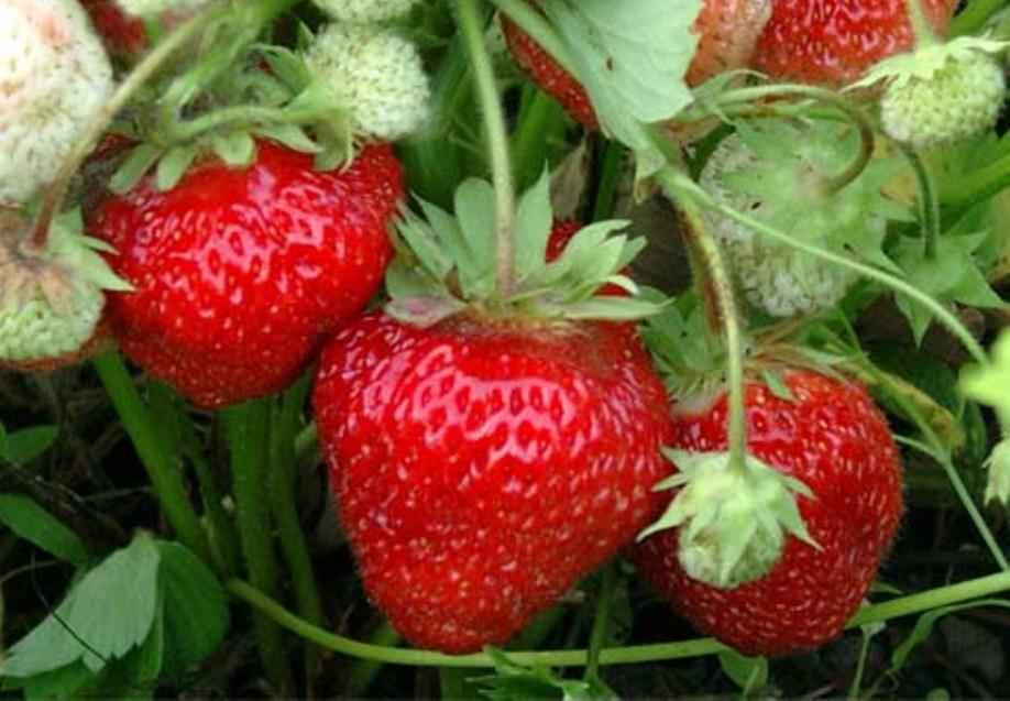 ripe strawberry