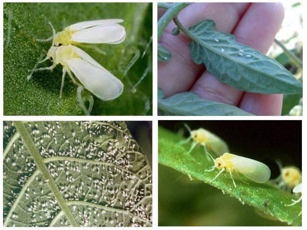 tomato pests