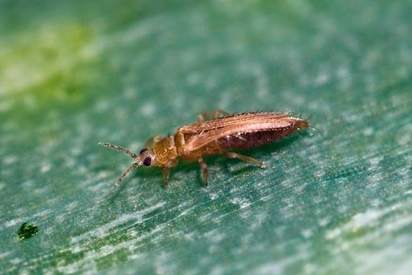 thrips du tabac