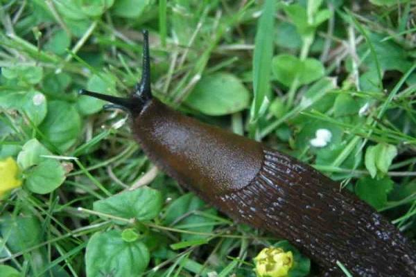 Slug crawling