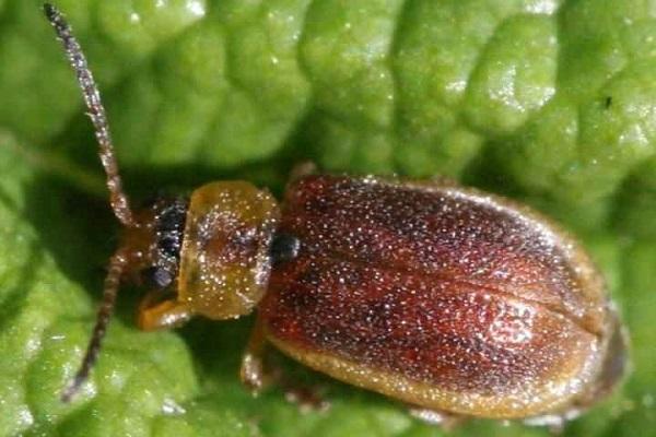 strawberry leaf beetle