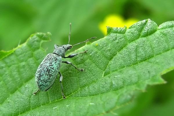 leaf weevil