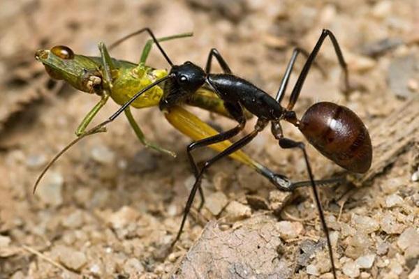 bataille de fourmis