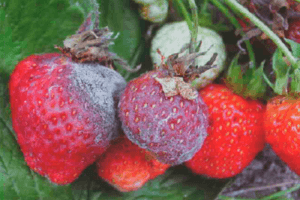 Causas de la aparición de enfermedades y plagas de las fresas, métodos de tratamiento y control.