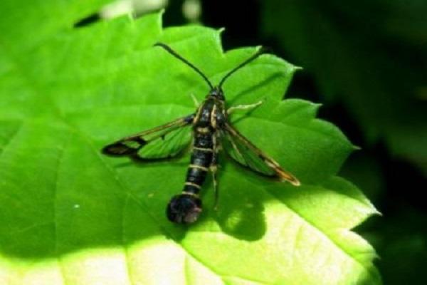 midge hempedu currant