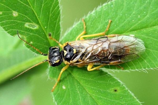 mosca de sierra de grosella espinosa