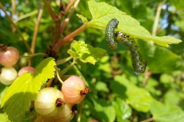 currant glass