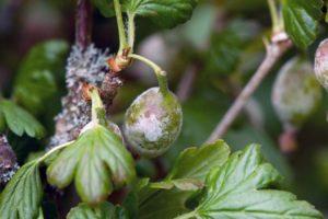 Causes of diseases and pests of gooseberry, treatment and control of them