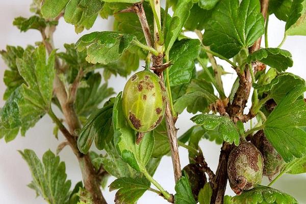 pourriture des fruits