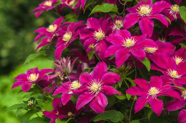 flores clematis