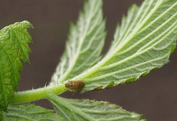 Spider mite