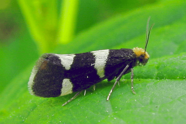 Papillon de la framboise