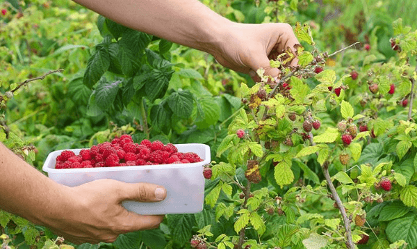 picking raspberries