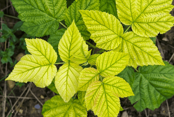 yellow leaves