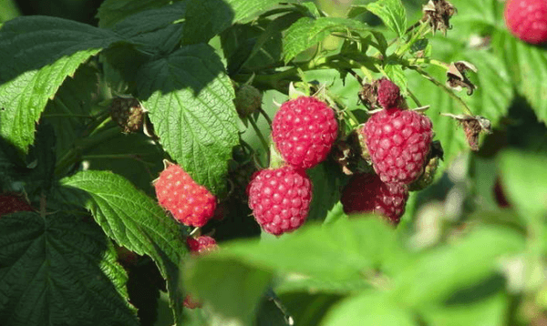 ripe raspberries