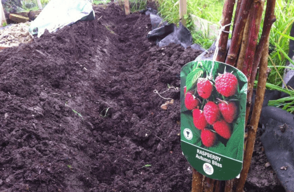 camas para frambuesas