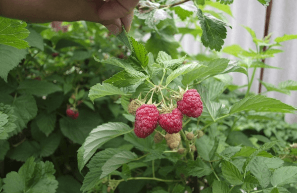 branch with raspberries