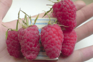 How can you feed raspberries during berry ripening, flowering and fruiting?