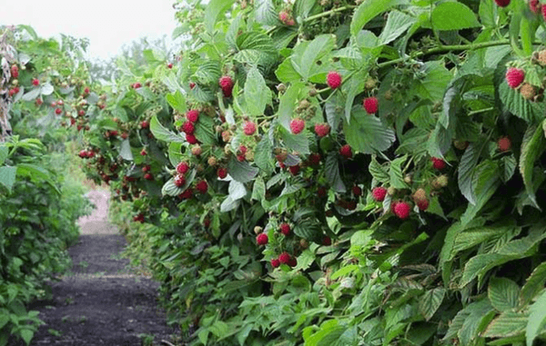 arbustos de frambuesa