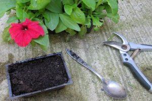 How to cut petunia in the fall at home