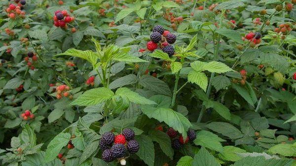 raspberry bushes