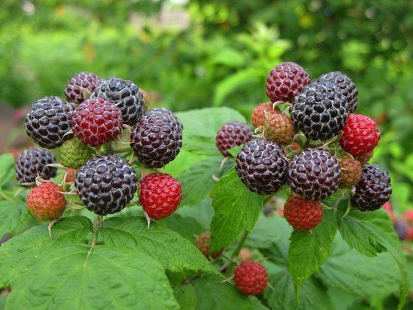 raspberries in the forest