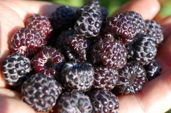 raspberry in hand