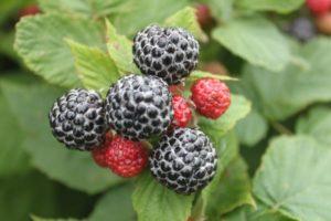 Les meilleures variétés de framboises noires, plantation, culture et entretien